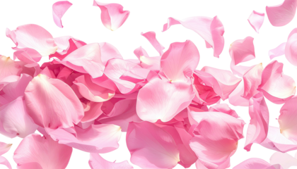 Scattered pink rose petals, floating on a transparent background
