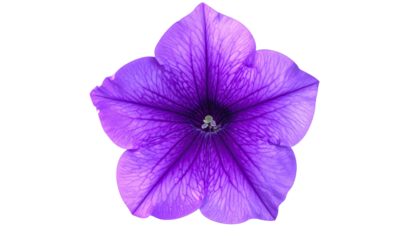 Vibrant violet bloom; five petals radiating from the central core