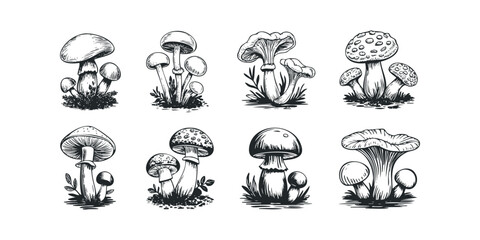 Naklejka premium Collection of hand-drawn forest mushrooms with detailed caps and stems
