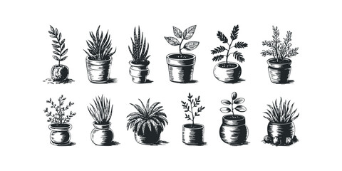 Collection of Potted Plants and Saplings