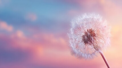 Obraz premium Delicate Dandelion Seeds Against a Soft Colorful Sunrise Sky with Gentle Hues of Pink and Blue