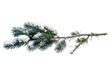 Snow rests on evergreen branch. Isolated on transparent bg