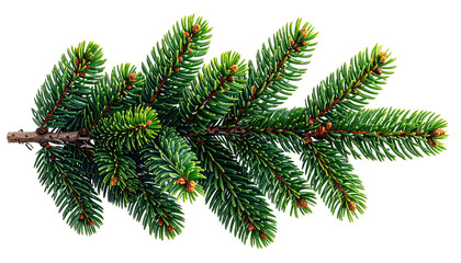 Lush green fir branch with detailed needles on a transparent BG