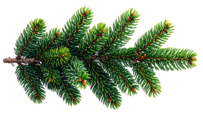 Lush green fir branch with detailed needles on a transparent BG