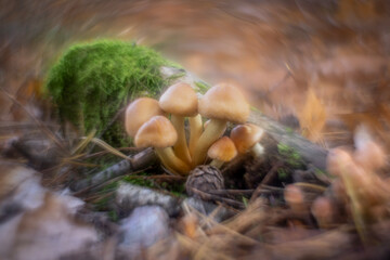 Autumn mushrooms in a Polish forest.