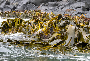 Wafes washing kelp at the water's edge