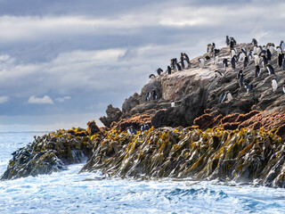 Penguins on a kelp covered rock ledge - The Snares, New Zealand