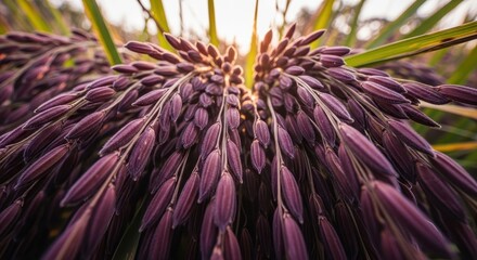 Close up of vibrant purple rice plant with sunlit background