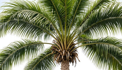 Naklejka premium Coconut palm tree isolated on white background tropical nature beach leaves sun summer island vacation