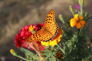 Butterfly skipper or moth on Merigold flower