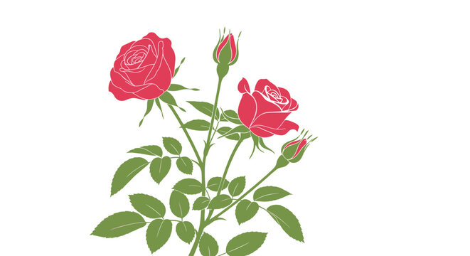 Elegant botanical illustration featuring vibrant red roses and delicate green foliage, ideal for various design projects and themes.