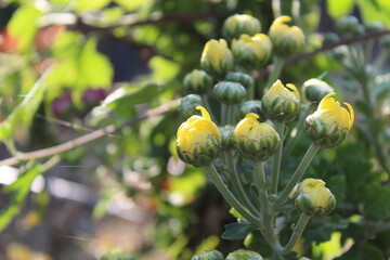 chrysanth, shardy garden mum or the chrysanthemum buds