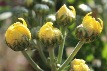 chrysanth, shardy garden mum or the chrysanthemum buds
