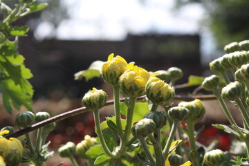 chrysanth, shardy garden mum or the chrysanthemum buds