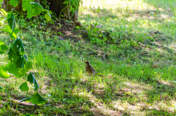Young Fieldfare bird standing on green grass under soft sunlight in summer park. Wild bird resting on fresh green grass, peaceful summer mood, nature and wildlife photography concept in natural