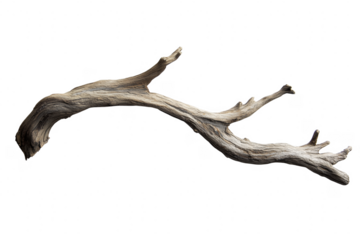 Weathered wood branch isolated on a transparent background