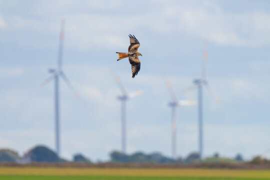 Red Kite in Front of Wind Turbines, Milvus milvus &ndash; Renewable Energy and Wildlife Conflict