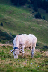 Obraz premium Cow grazing on an alpine pasture near the Col d’Azet between the Louron and Aure valleys after sunset