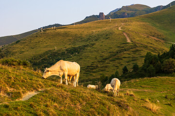Fototapeta premium Cow grazing on high mountain pasture near the Col d’Azet between the Louron and Aure valleys at sunset