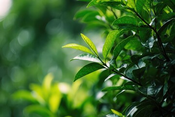 Beautiful view of vibrant green leaves against a softly blurred green background capturing the essence of nature's tranquility