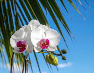 White orchids with pink accents, lush palm leaves, vibrant blue sky