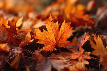 Golden autumn leaves blanket the forest floor, showcasing vibrant hues of orange and brown in a serene natural setting