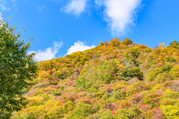 秋　泉ヶ岳山麓