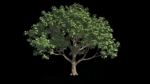 Static time-lapse video of a deciduous tree growing from sapling to mature tree, green canopy expanding against black, with an alpha matte video. Concept of organic growth