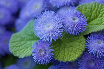 Close-up of vibrant blue flowers with spiky petals and green, textured leaves