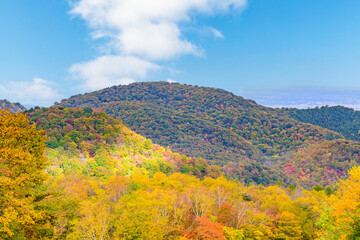 秋　泉ヶ岳山麓