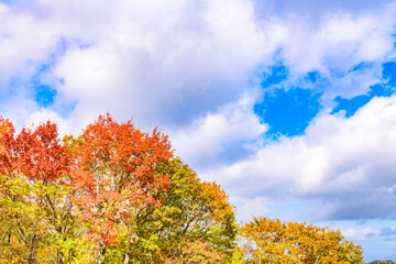 Fototapeta premium 秋 泉ヶ岳山麓