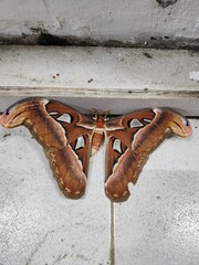 A giant moth rests with broad, velvety wings and intricate patterns, its presence both delicate and imposing as it clings quietly, like a living tapestry of night