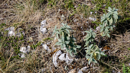 Rock-hugging sagebrush in arid wilderness, evoking rustic solitude, Earth Day whisper, and herbal folklore botany tales