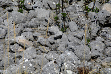 Scattered limestone rocks cradle resilient sprouts, echoing the quiet vigor of Earth Day's ecological whispers, evoking rugged landscapes
