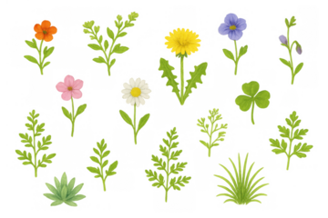 Wildflowers and plants set on transparent background, featuring dandelion, daisy, clover, and various green leaves