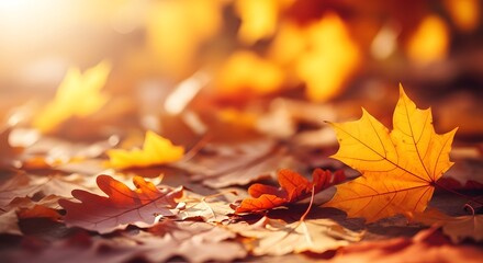 Golden Autumn Leaves Gently Falling, Capturing the Warmth and Beauty of the Season