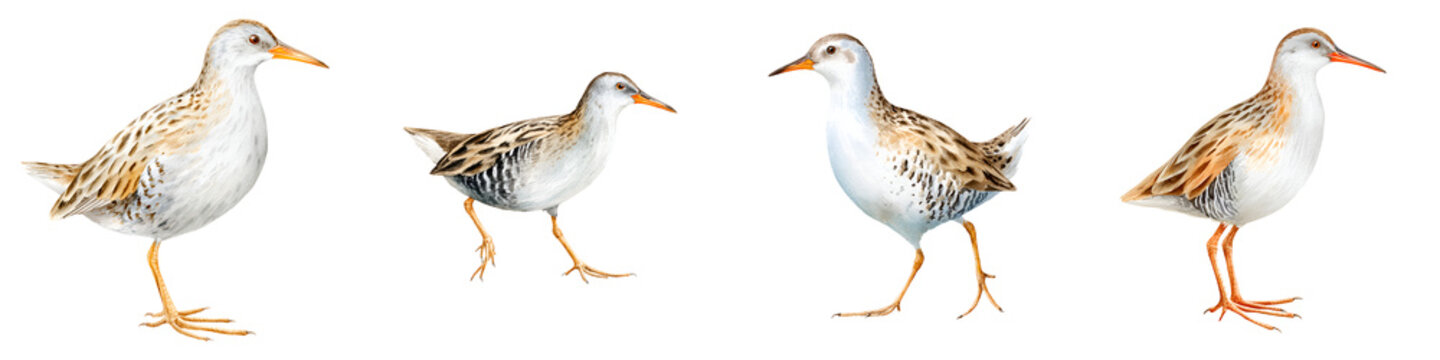 Watercolor Painting Set of Crake Birds, Wildlife Illustration Isolated on White Background