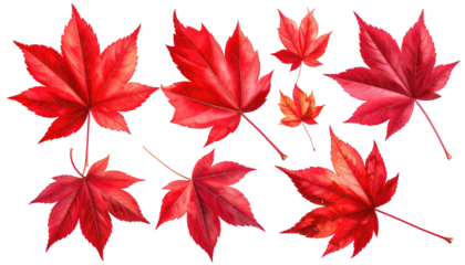 Multiple vibrant, saturated red maple leaves of different sizes on a transparent background. Rich detail and texture present
