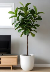 A large, healthy fiddle leaf fig tree stands in a white planter next to a television and wooden stand in a well-lit room.