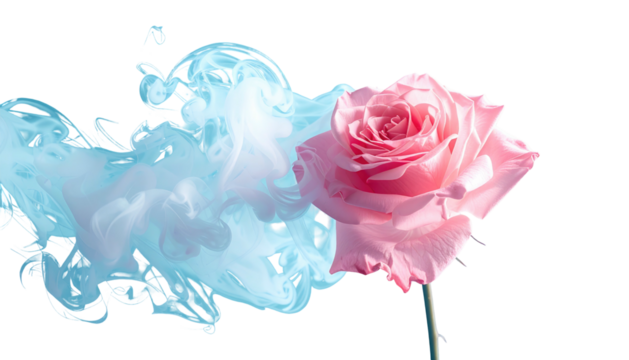 Pink rose with blue smoke effect, isolated on black background. Center-right rose with smoke emanating left