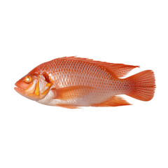 A whole red tilapia fish on transparent background
