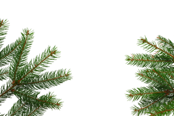 Festive atmosphere with evergreen branches, on white, PNG