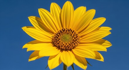 Sunlit yellow blossom on bold blue backdrop — capturing cheerful, uplifting summer mood