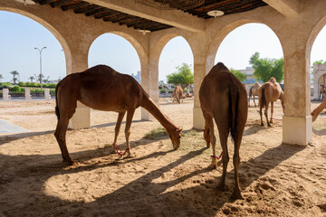 Royal Camels in Doha, Qatar, Middle East