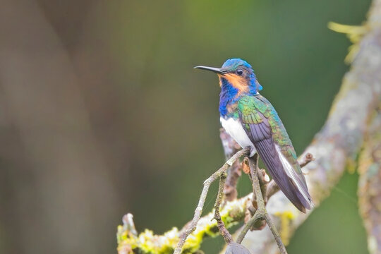 White-necked Jacobin hummingbird (Florisuga mellivora), juvenile, perched in a tree, Trinidad and Tobago, West Indies.