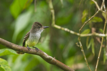 Yellow-bellied Elaenia (Elaenia flavogaster) perched on a branch, St Vincent and the Grenadines, West Indies.