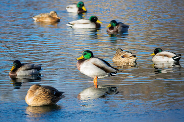 Mallard ducks drakes with iridescent green heads and mottled hens gathered on a partially frozen pond, swimming and standing on thin ice beneath a clear blue sky reflection