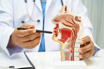 Asian doctor with nasal oral throat cavity neck human anatomy model for study diagnosis and...