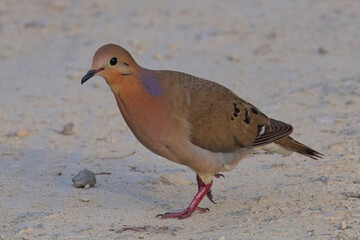 Zenaida Dove (Zenaida aurita) walking on the ground, Antigua and Barbuda, West Indies.