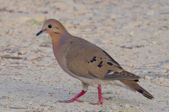 Zenaida Dove (Zenaida aurita) walking on the ground, Antigua and Barbuda, West Indies.